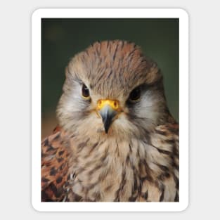 Kestrel Sticker